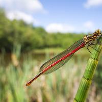Large Red Damselfly wideangle 4 